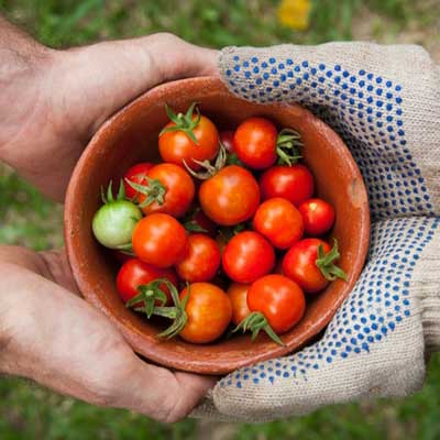 Tomatoes